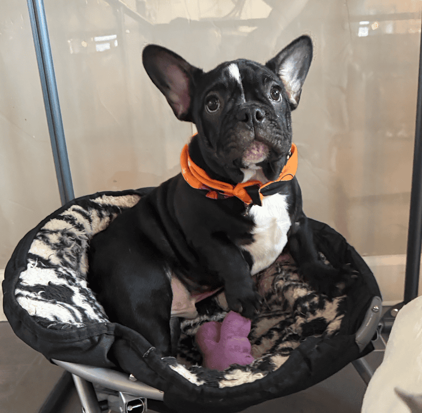 Screenshot 2025-09-29 at 7.30.46 PM